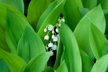 Blooming Lily of the valley in the spring forest. Close up