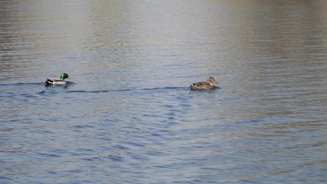 Ducks and drakes swim in the water of the lake. Mating ducks in the wild.