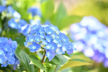 アジサイの花
