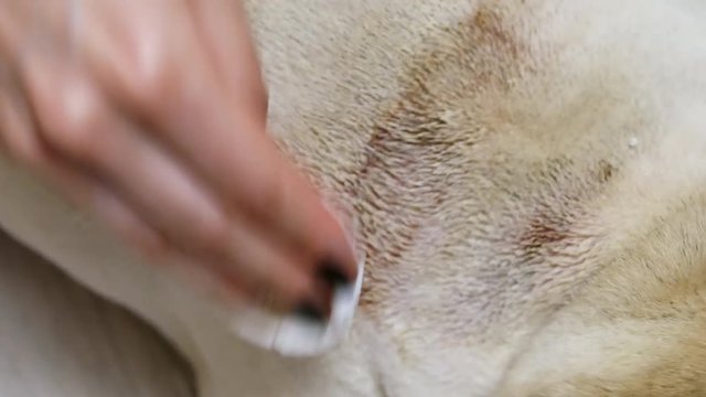 Close-up of female hands washes a big wound of eczema on the back of a pug with hydrogen peroxide, sick dog, treatment concept
