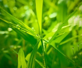 Closeup nature view of green grass in garden at summer under sunlight. Natural green landscape using as a background or wallpaper