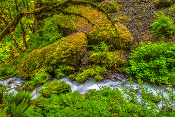 Beautiful Morning Hike to Wahkeena Falls on Columbia Gorge in Portland, Oregon