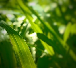 Closeup nature view of green grass in garden at summer under sunlight. Natural green landscape using as a background or wallpaper