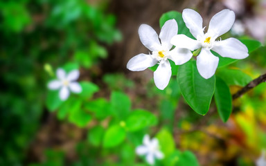 White Flowers  on green background 001