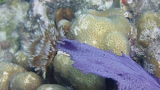Coral and feather duster worm waving in the current