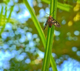 Amata germana (insect fly) nigricauda on the green leaf beautiful