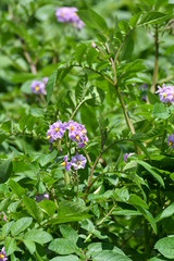 じゃがいもの花