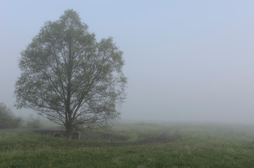 Obraz na płótnie Canvas One Single Lonely Tree in a Foggy Farm Field in the Morning Haze and Mist
