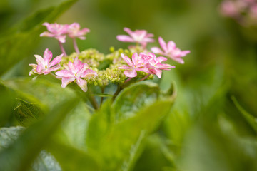 6月の花　アジサイ