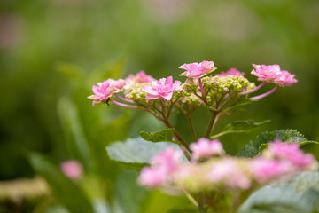 6月の花　アジサイ