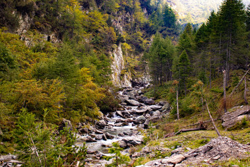 Obraz premium path in forest