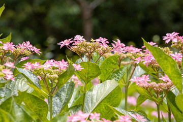 6月の花　アジサイ