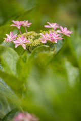 6月の花　アジサイ