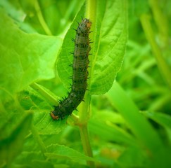 black colored caterpillar in green leaves beautiful 