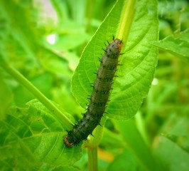 black colored caterpillar in green leaves beautiful 
