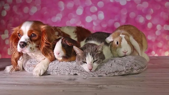 Cat with dog guinea pig cavy and rabbit lop animals together pet group animal friends