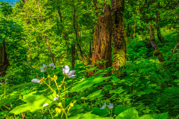 Beautiful Morning Hike to Latourell Falls on Columbia Gorge in Portland, Oregon