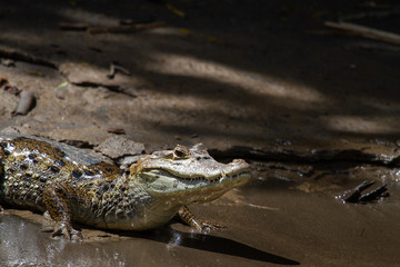 Alligator in Tortuguero National Park of Costa Rica