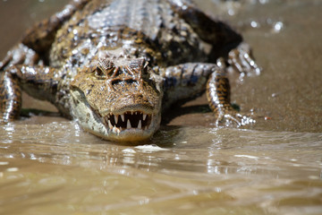 Alligator in Tortuguero National Park of Costa Rica
