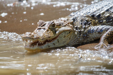 Alligator in Tortuguero National Park of Costa Rica