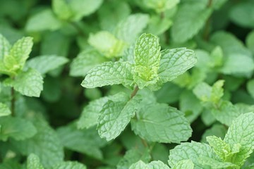 close up kitchen mint plants in nature garden