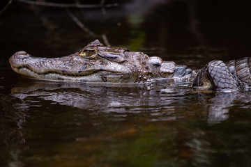 Fototapeta premium Alligator in Tortuguero National Park of Costa Rica