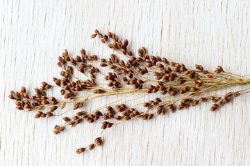 Sprig of red millet of millet on a white background. Close-up.
