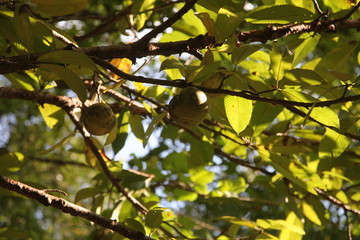 Hondapara tree Meemure Sri Lanka