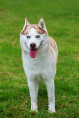 Dog breed Siberian husky