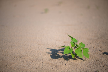 Defocus abstract background sand. Sandy beach on tropical resort