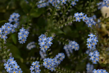 Obraz premium Flowers and blooming background