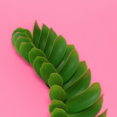 Palm leaf on pink background. Plants on pink concept