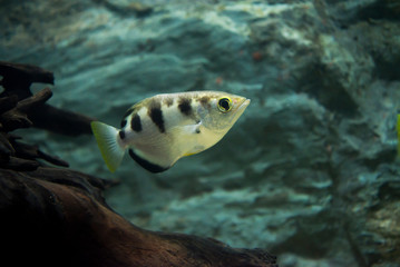 Archer fish or Blowpipe fish (Toxotidae) in aquarium. Wildlife animal.