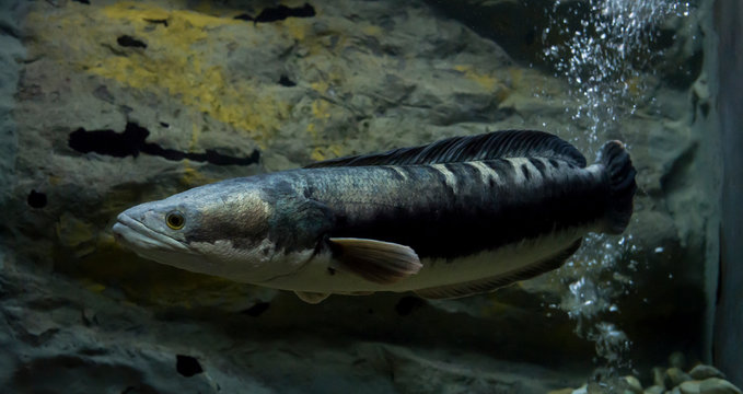 Channa micropeltes fish in aquarium. Wildlife animal.