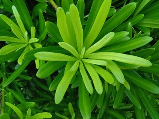Obraz premium large shrub Pittosporum tobira green leaves close up view