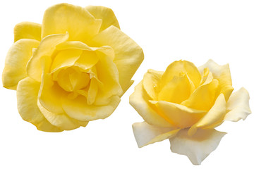 Blurred for Background.Yellow rose isolated on the white background. Photo with clipping path.
