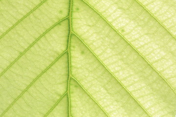 leaf vein abstract natural pattern background. diagonal stem line. green eco environmental and earth conservation concepts.