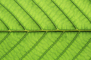 leaf vein abstract natural pattern background. diagonal stem line. green eco environmental and...