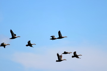 Flock of wild mallards flying in blue sky and clouds.