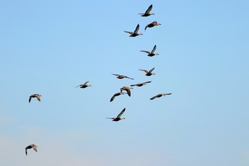 Flock of wild mallards flying in blue sky and clouds.