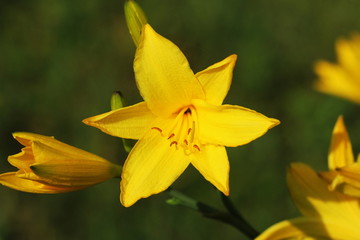 Obraz premium Branch of flower Hemerocallis lilioasphodelus also called Lemon Lily, Yellow Daylily