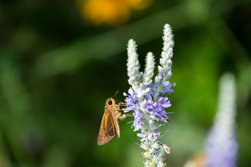 セセリチョウと花