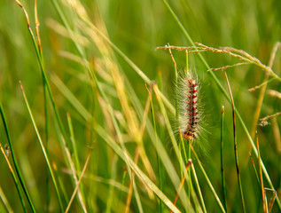 Sorrel caterpillar in grass