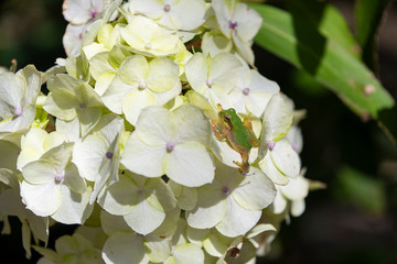 白い花とアマガエル