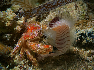 Red hairy crab catches a fire worm (Divesite: Pulau Bangka, North Sulawesi/Indonesisa)