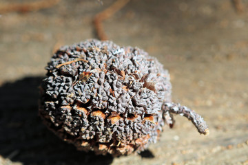 Close-Up of a Seed Pod