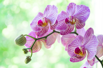 Naklejka premium Orchid flower in tropical garden. Purpur Phalaenopsis growing on green background