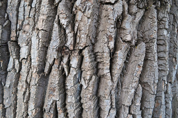 Detailed tree bark texture background. Poplar bark