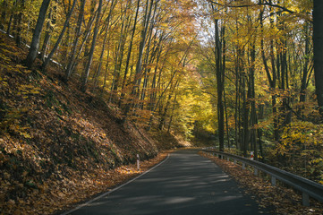 Autumn bike ride with climbing up in the valley covered with golden leaves