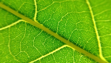 Close up green leaf texture